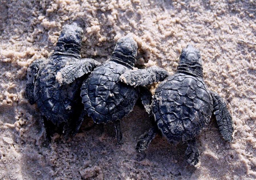 Turtle Hatchlings | photo courtesy of TownofSurfCity.com
